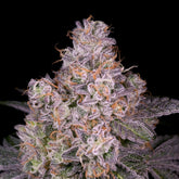 Gruntz Seeds